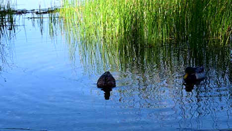 Grupo-De-Patos-Mallard-Cerca-De-La-Orilla-Del-Lago