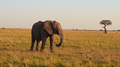 slow motion of african elephant, africa wildlife animals in masai mara, kenya, steadicam gimbal tracking shot panning elephants walking grazing and feeding in beautiful golden light