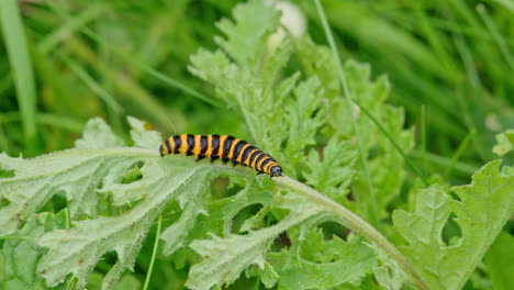 Video-Footage-of-the-Monarch-caterpillar-on-leaf-in-summer