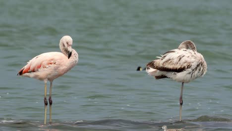 Flamencos-En-El-Lago-Mar-Chiquita,-Parque-Nacional-Ansenuza,-Argentina