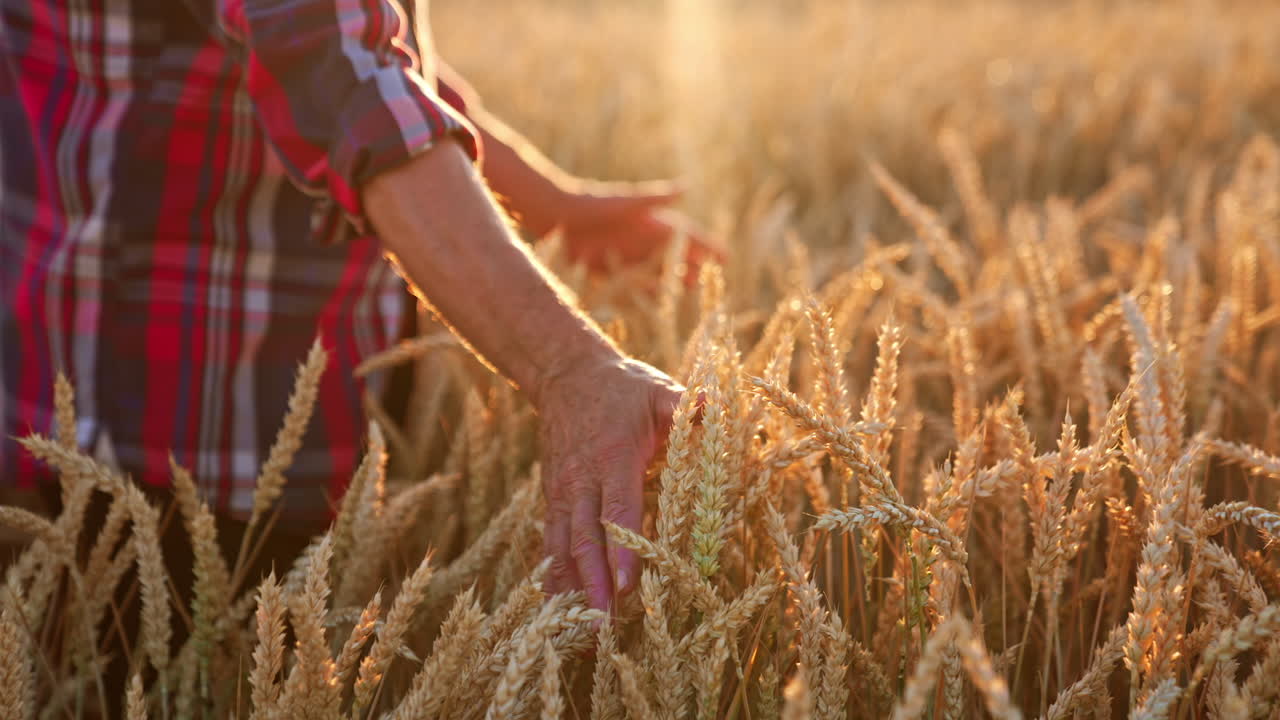 Unrecognized man in checkered shirt stands in the wheat field up to his waist. Farmer caressing ripe ears of corn at sunset.