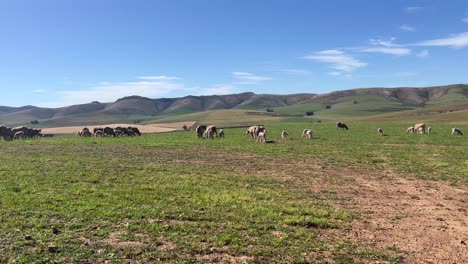 sheep grazing in the meadow