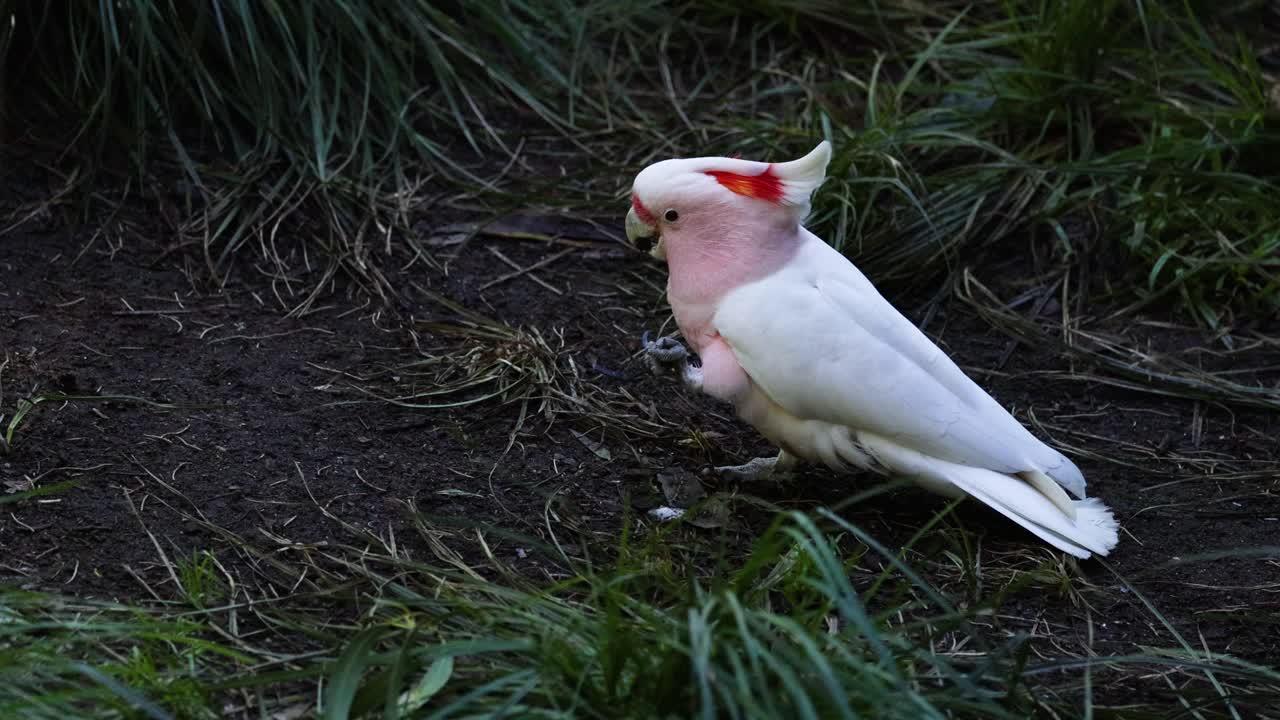 산책 하고 주변 을 탐험 하는 카카투