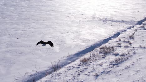 flying with bald eagles winter