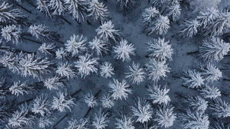 aerial, top down, drone shot, over snow covered trees, finnish forest, on a cloudy, winter day, in finland