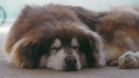 Get-a-close-up-look-at-an-Alaskan-Malamute's-adorable-sleeping-face,-complete-with-soft-fur-and-gentle-snores