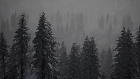 morning winter forest in carpathian mountains