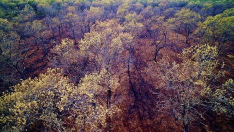 aerial drone footage soaring over scorched and burned forests.