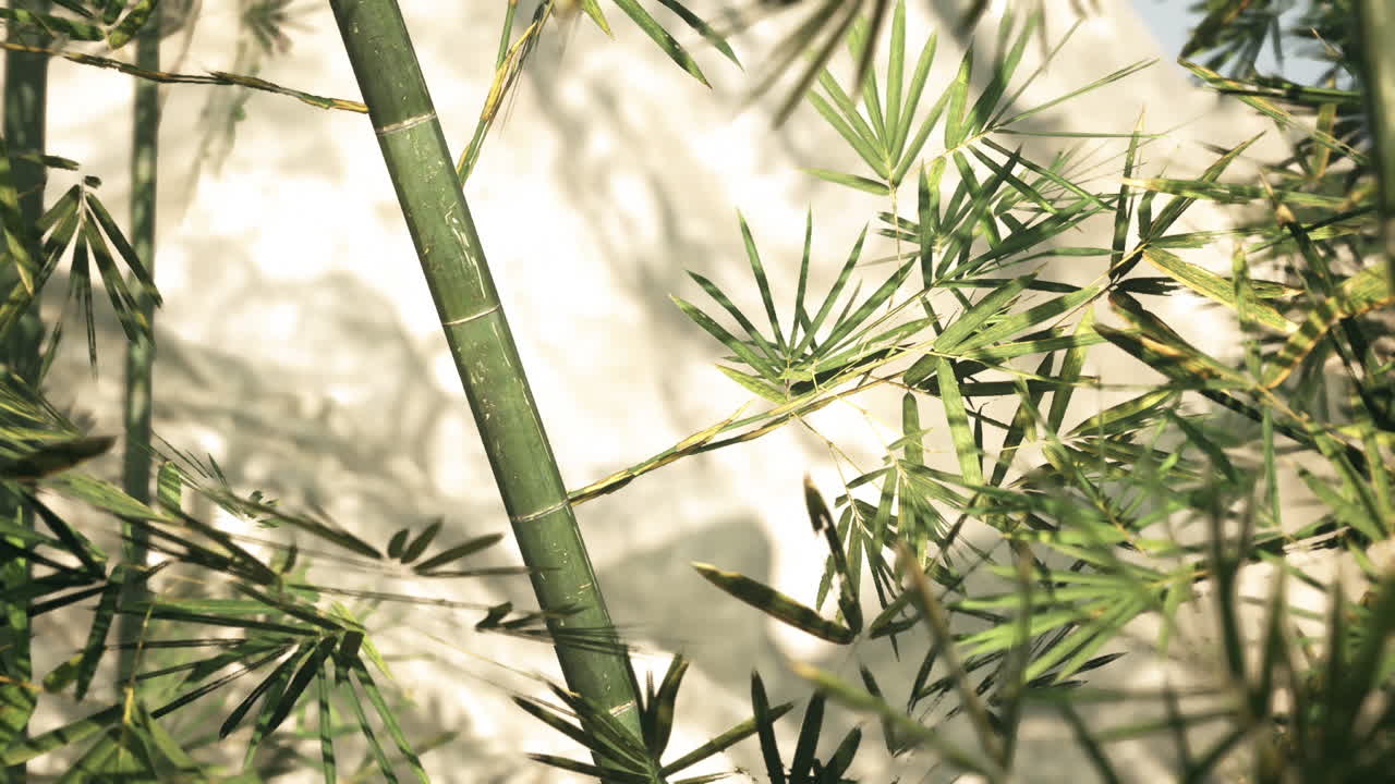 primer plano de plantas de bambú en un bosque