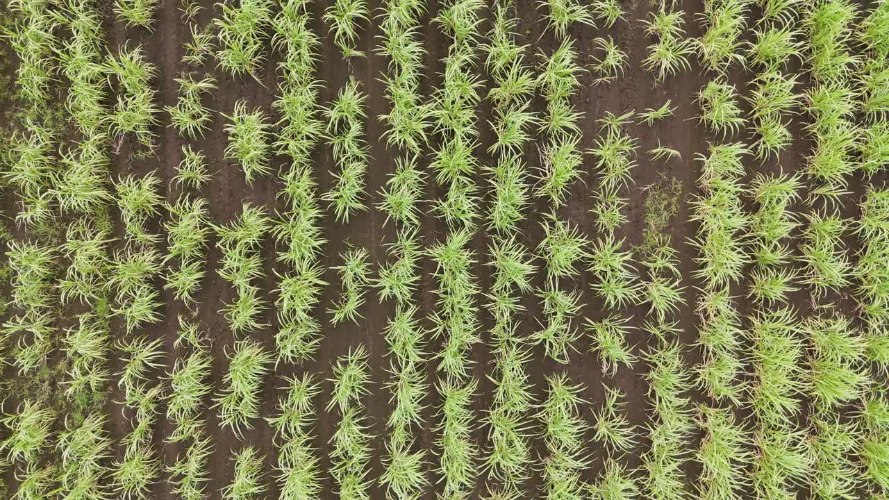 взгляд с воздуха на рисовое поле