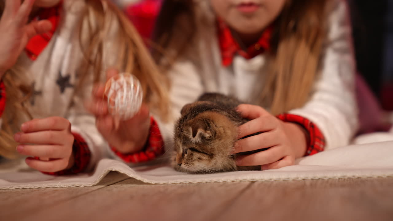 Funny kitten in children's hands. Pretty girls playing with little gray cat at Christmas. Close-up.