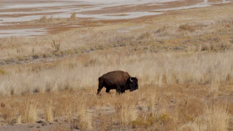 Wild-bull-American-bison-or-buffalo-grazing-on-the-open-prairie---slow-motion