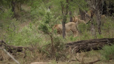 Tracking-shot-of-a-male-lion-wandering-through-bushland,-hidden-by-trees