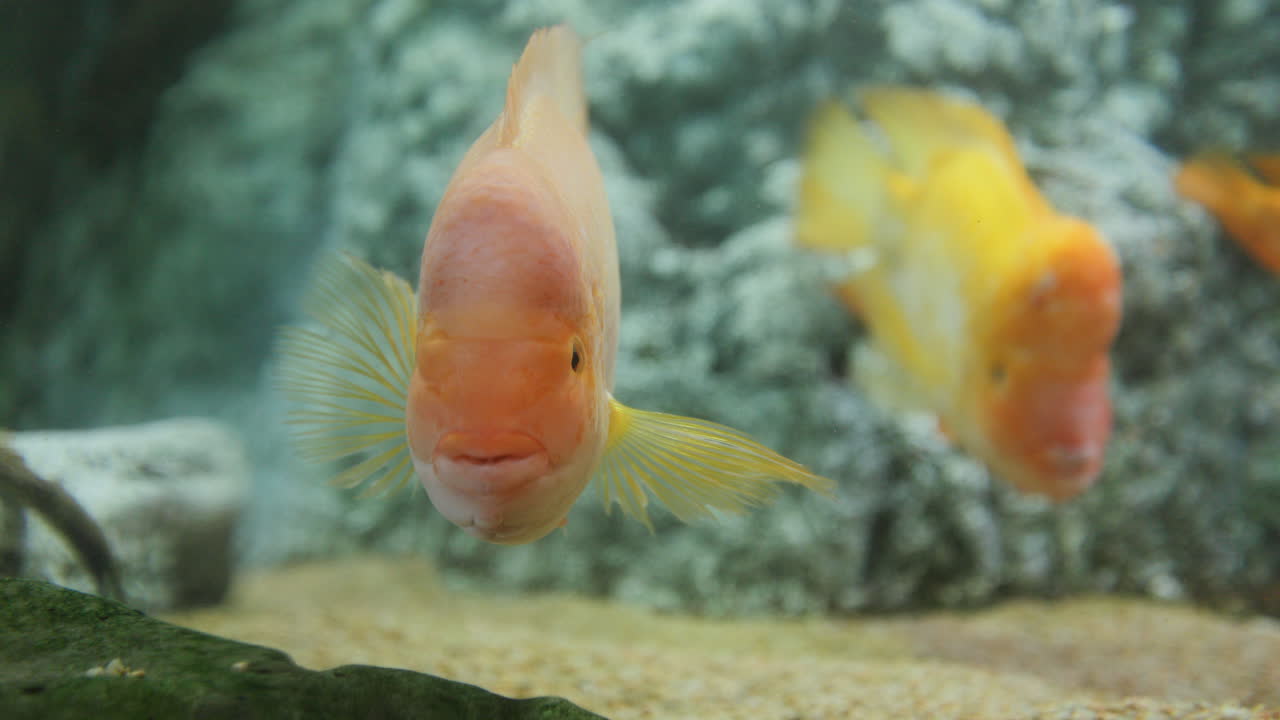 мидасихлиды, снятые вблизи