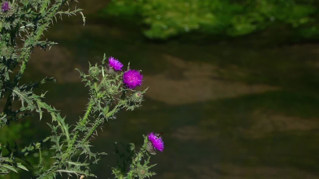 primer plano de flores de cardo junto a un canal de drenaje
