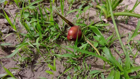 beautiful wild pink striped trumpet lily crinum latifolium flower developing fruit in nature