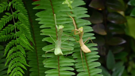 mantis religiosa, rhombodera megaera, tailandia