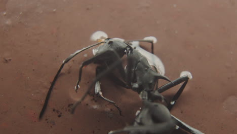 detailed close up of drowning and dying spiky ant with crushed abdomen at a beach in bali, indonesia