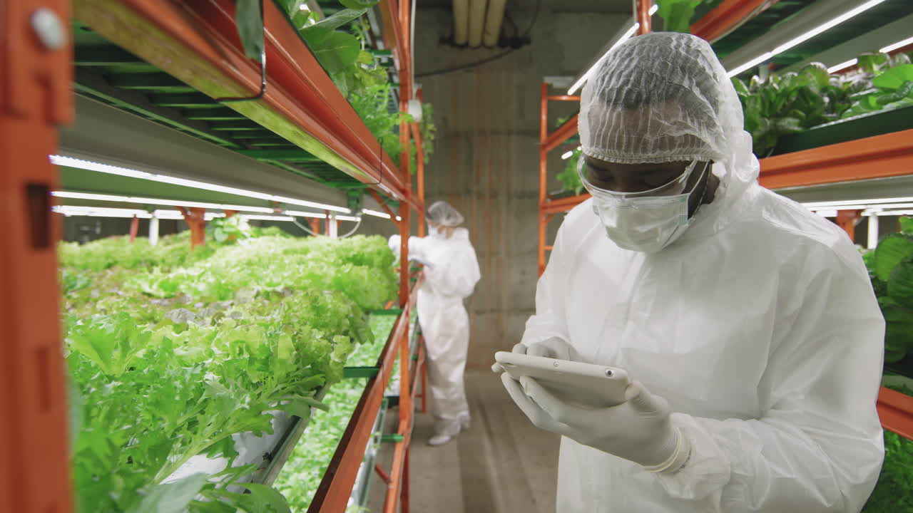 Male Agroengineer Examining Lettuce Seedlings
