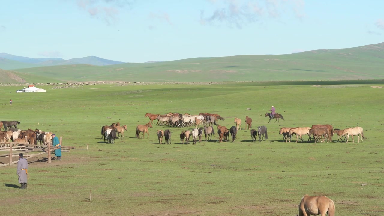Pastori mongoli che gestiscono una mandria di cavalli nella steppa
