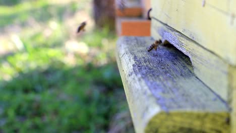 bees fly in and out from beehive