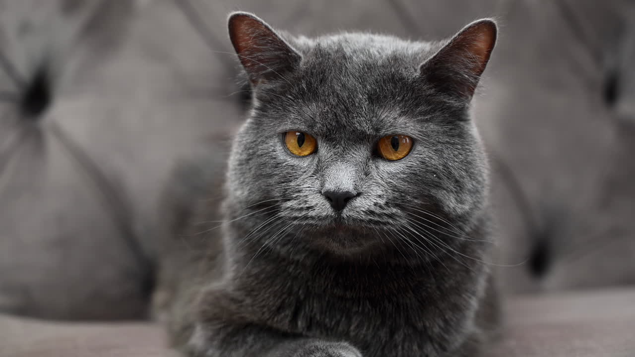 Close up of a grey British shorthair cat with orange eyes sitting on a grey couch