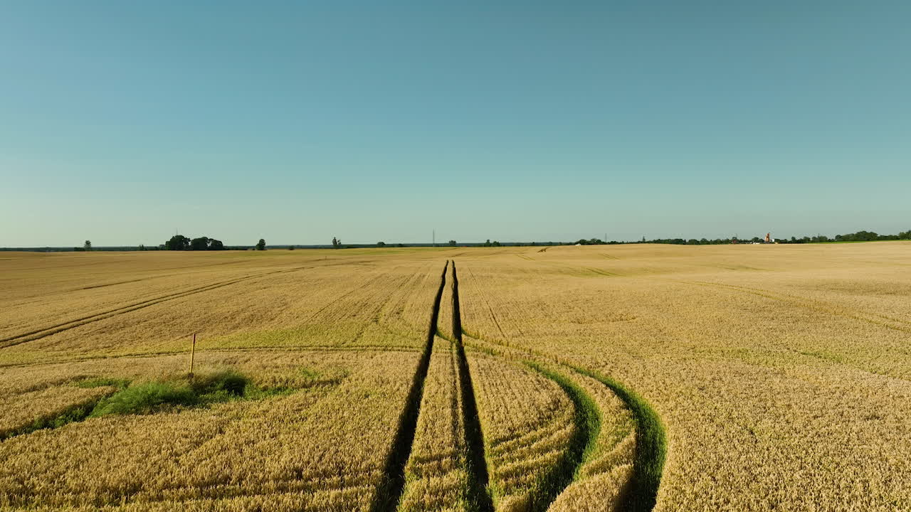 vista aérea de un vasto campo dorado de cultivos con huellas de neumáticos que conducen al horizonte bajo un cielo azul claro