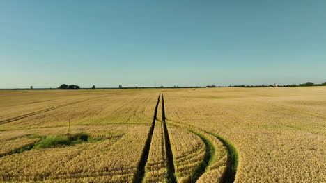 Aerial-view-of-a-vast-golden-field-of-crops-with-tire-tracks-leading-to-the-horizon-under-a-clear-blue-sky