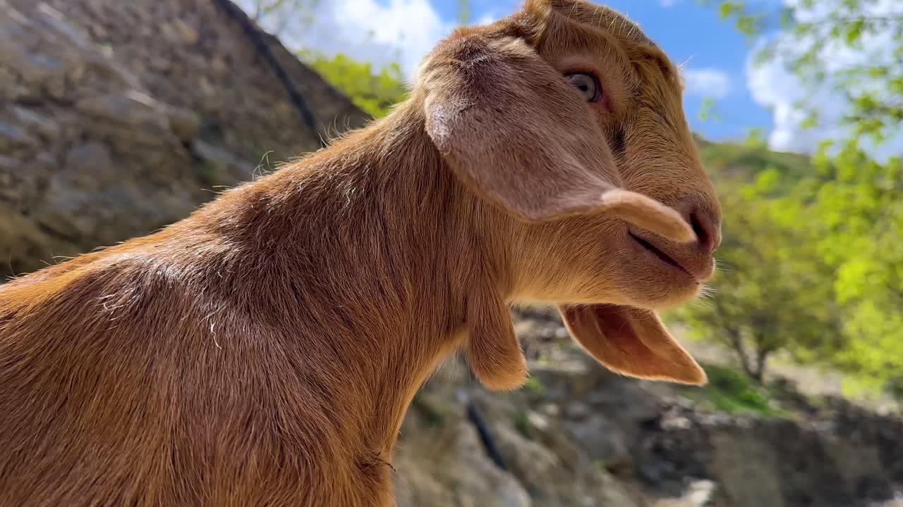 capra, belato, pelo marrone, nella natura, paesaggio montano verde, ritratto, stile di vita rurale, al pascolo, capretto, cucciolo, carino, Iran Kurdistan, agnello, allevamento di ovini, agricoltura tradizionale, richiamo sonoro, voce che chiama, giocoso