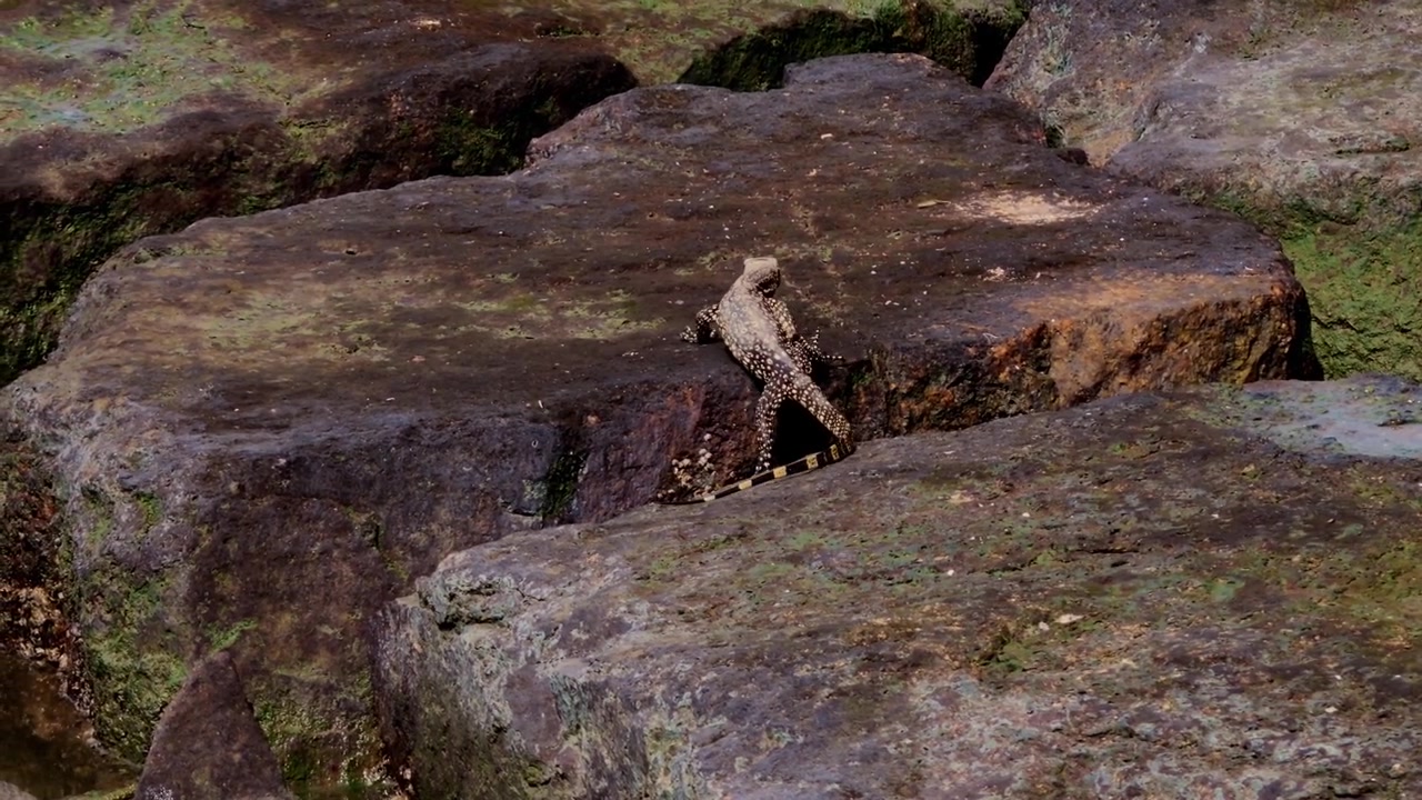 Un'inquadratura media statica di un piccolo varano acquatico asiatico giovane, con un motivo vivace (Varanus salvator), che si arrampica su grandi rocce costiere scure coperte da chiazze di muschio verde