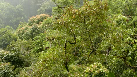 Tropische-Bäume,-Die-Sich-Im-Leichten-Wind-Im-Dschungel-Bewegen