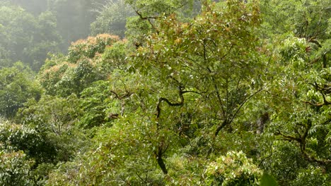 tropical trees moving in the light wind in the jungle