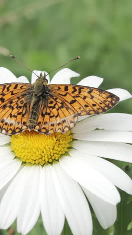 butterfly on a daisy