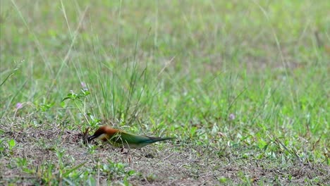 El-Abejaruco-De-Cabeza-Castaña-Excava-Un-Nido-En-Un-Alto-Montículo-De-Hierba-En-Un-Lugar-Específico-Donde-Abundan-Las-Abejas-Y-Otros-Insectos