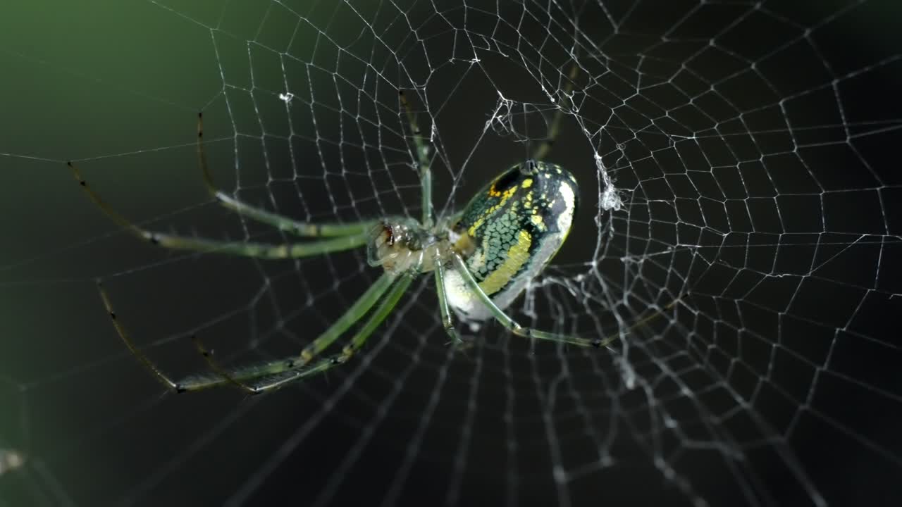 Macro Shot: Beautiful Orchard Spider Waiting Patiently on its Silken Web
