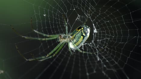macro shot: beautiful orchard spider waiting patiently on its silken web