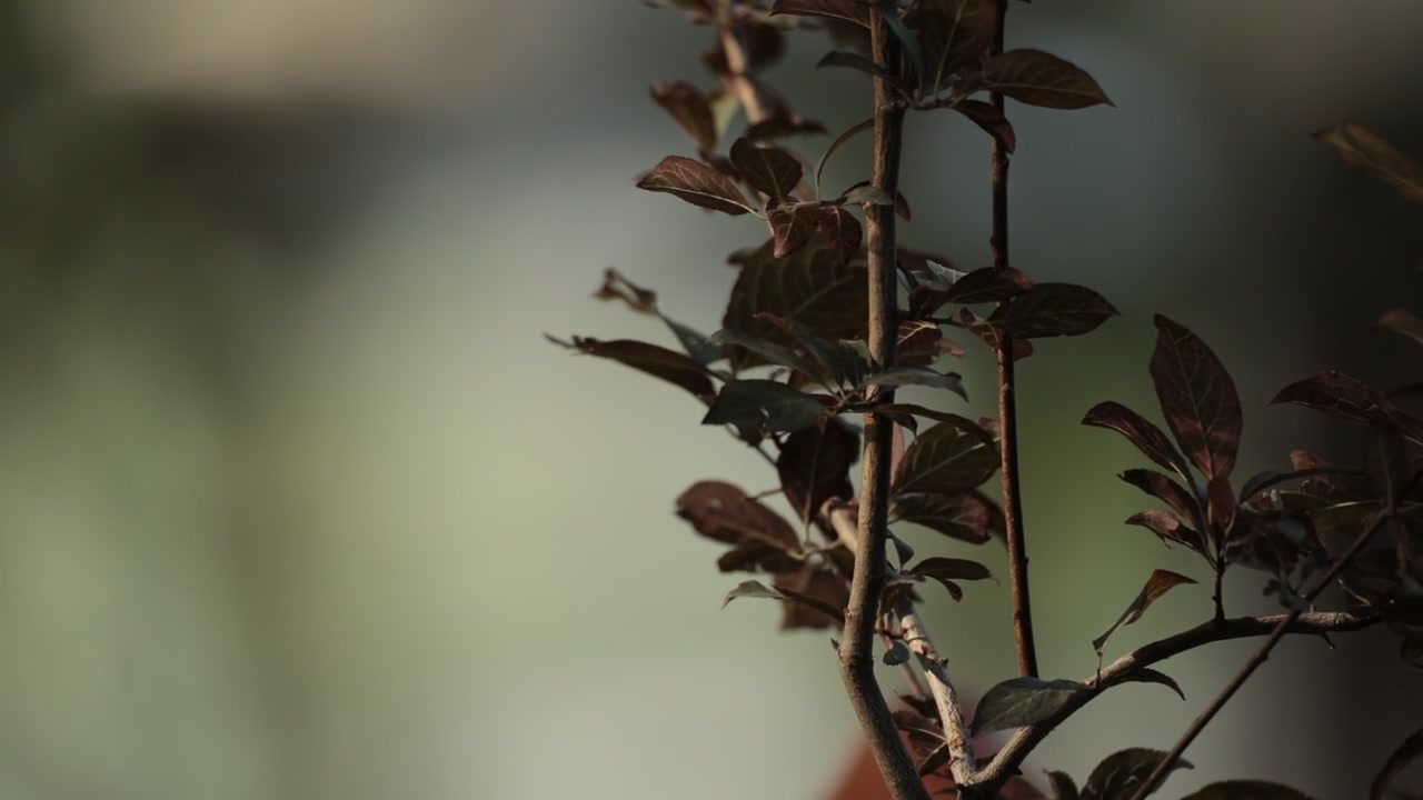 Reflection of water on the leaves of a plum tree