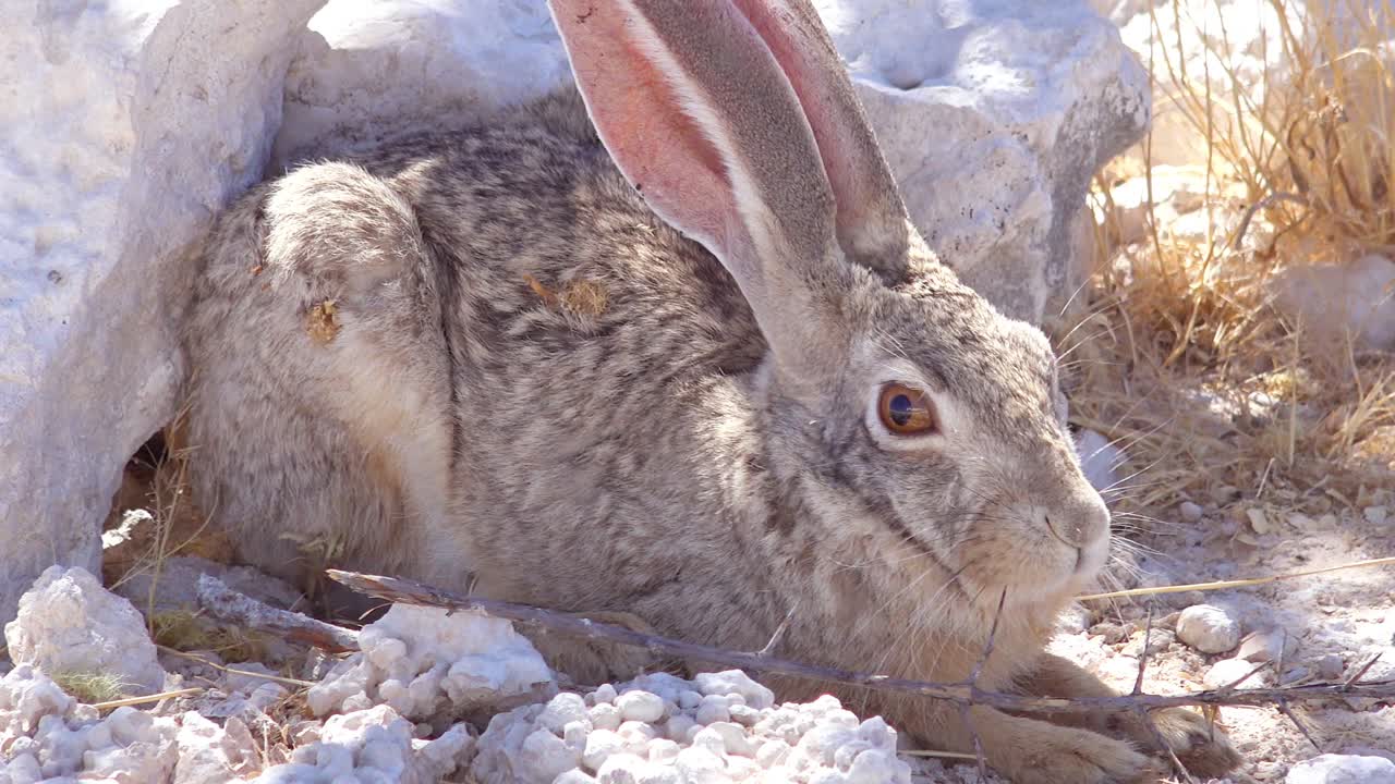 An alert African scrub hare rabbit with very large ears sits on the ground