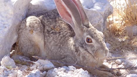 an alert african scrub hare rabbit with very large ears sits on the ground