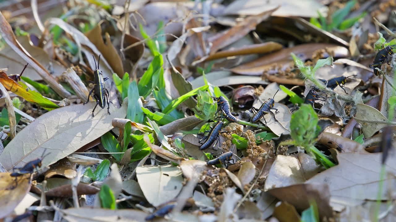 Grasshopper climbs across leafy ground cover, surrounded by natural mulch and dead leaves