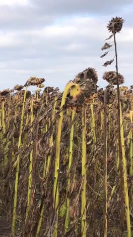 dried sunflowers flourishing in a majestic open field beneath a beautifully cloudy sky at sunset a vast field of wilted sunflowers desperately reaching towards the sky exuding a moody atmosphere throughout