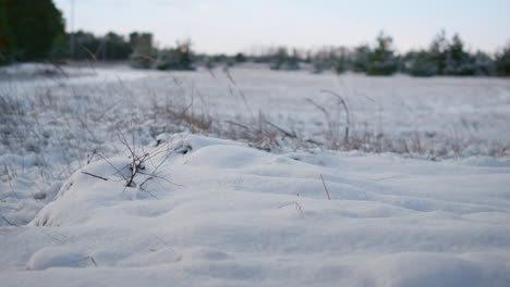 frozen snowy forest meadow with dry grass at cold winter weather close up