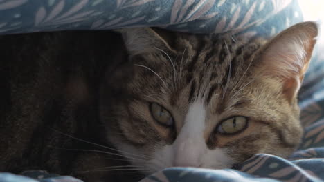 lazy cat lying on the bed under blanket on a cold day in winter