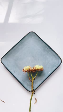 elegant dried flower on a light gray plate