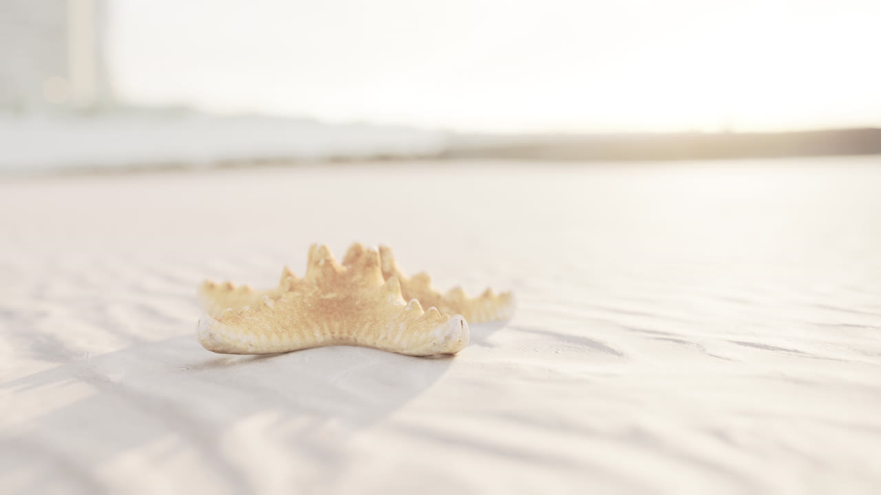 시티 해변의 해자리