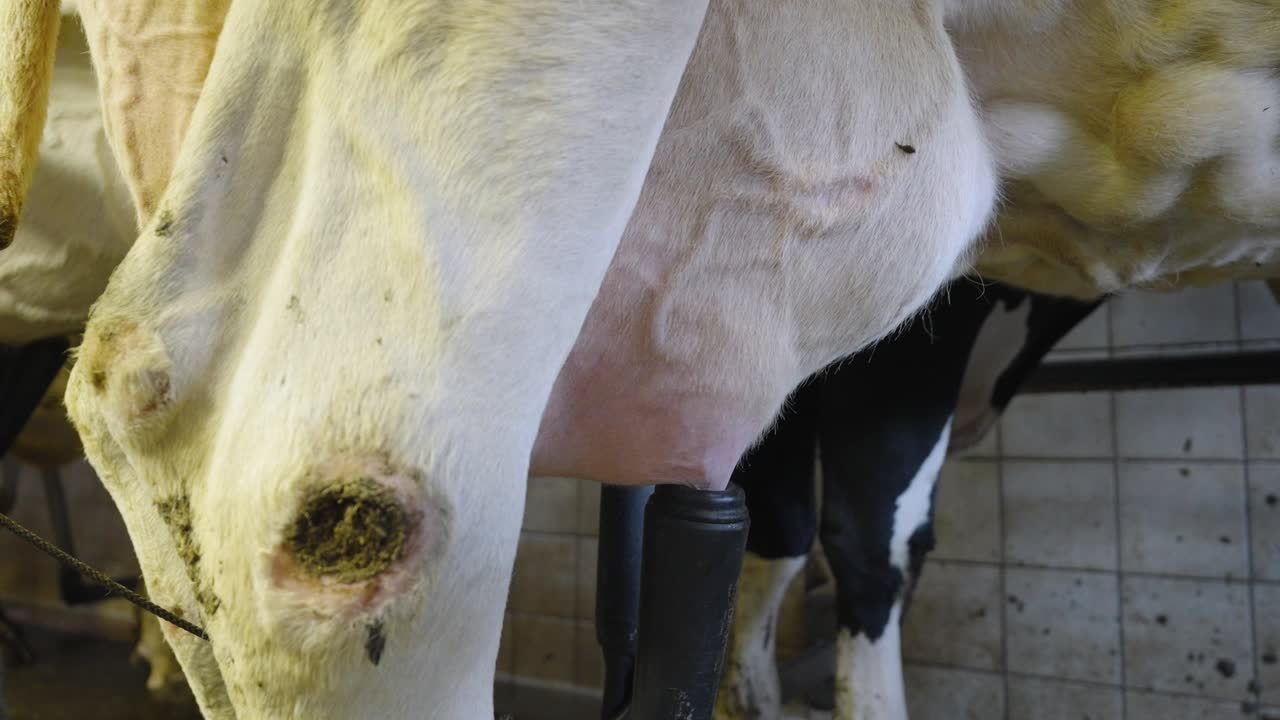 창고에 있는 소의 우유에서 우유를 프하고 빨아내는 자동 우유 호스 - 중간, 느린 동작