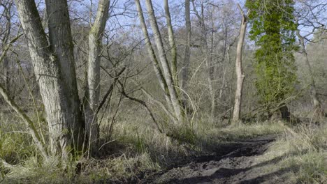 Toma-De-Una-Pequeña-Cuenca-Vacía-Del-Río-Que-Se-Seca-Debido-A-La-Falta-De-Agua-Rodeada-Por-El-Bosque-De-Thetford,-Norfolk,-Reino-Unido-En-Un-Día-Soleado