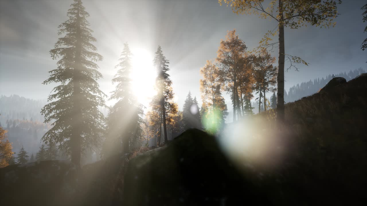 산악 숲 의 소나무 를 통해 빛나는 태양