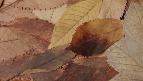 Close-up-shot-of-a-bunch-of-leaves-spinning-counter-clockwise-on-a-rotating-plate