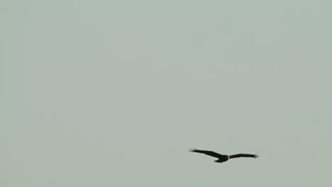 the western marsh harrier flying and gliding over cloudy sky in texel, netherlands, slow-motion